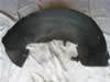 Rear wheel well liner (624kb)