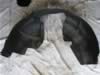 Front wheel well liner (647kb)